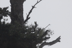Machlolophus holsti