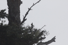 Machlolophus holsti