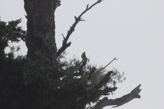 Machlolophus holsti