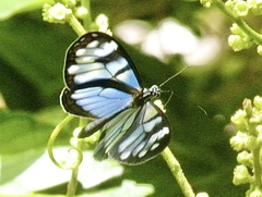 Oleria makrena makrena
