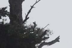 Machlolophus holsti