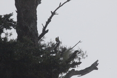 Machlolophus holsti