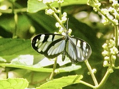 Oleria makrena makrena