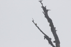 Machlolophus holsti