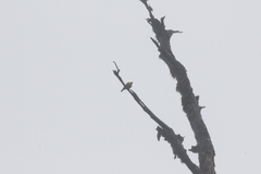 Machlolophus holsti