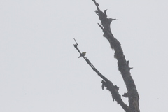 Machlolophus holsti