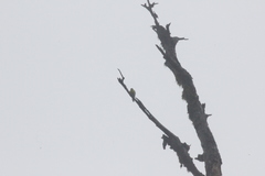 Machlolophus holsti