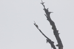 Machlolophus holsti