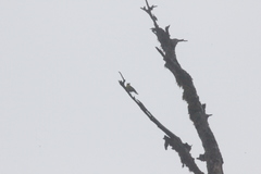 Machlolophus holsti