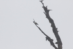 Machlolophus holsti