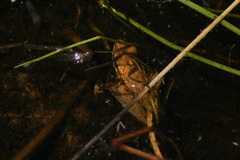 Litoria adelaidensis