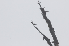 Machlolophus holsti