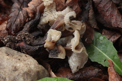 Camarophyllopsis