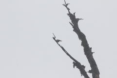 Machlolophus holsti