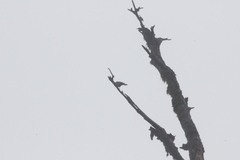 Machlolophus holsti