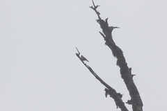Machlolophus holsti