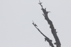 Machlolophus holsti
