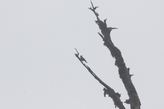 Machlolophus holsti
