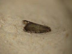 Strophedra weirana