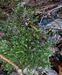 Bryoandersonia