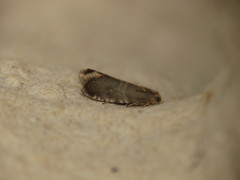 Strophedra weirana