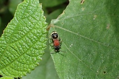 Bischoffitilla