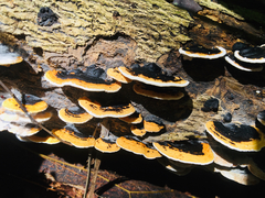 Fungi