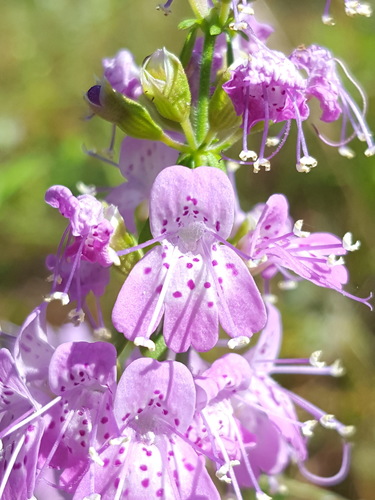 Dicerandra densiflora Benth.