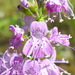 Dicerandra densiflora - Photo (c) Alex Abair,  זכויות יוצרים חלקיות (CC BY-NC), uploaded by Alex Abair