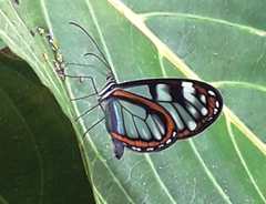 Oleria makrena makrena