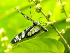 Oleria makrena makrena