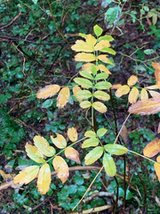Sorbus sitchensis sitchensis