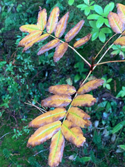Sorbus sitchensis sitchensis