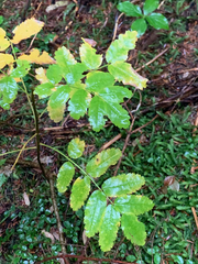 Sorbus sitchensis sitchensis