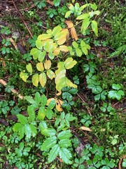Sorbus sitchensis sitchensis