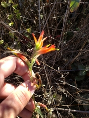 Castilleja subinclusa