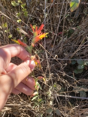 Castilleja subinclusa