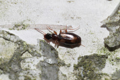 Calodromius spilotus