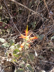 Castilleja subinclusa