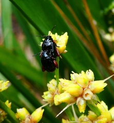 Arsipoda holomelaena