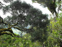 Nestegis montana