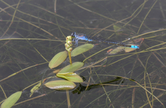 Potamogeton octandrus