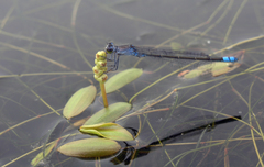 Potamogeton octandrus