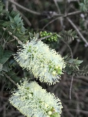 Melaleuca squarrosa