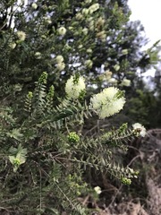 Melaleuca squarrosa