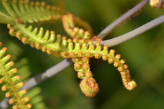 Dicranopteris linearis emarginata