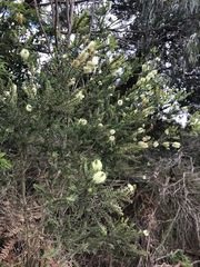 Melaleuca squarrosa