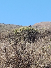 Passerella iliaca