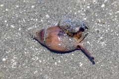 Buccinidae