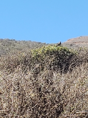 Passerella iliaca